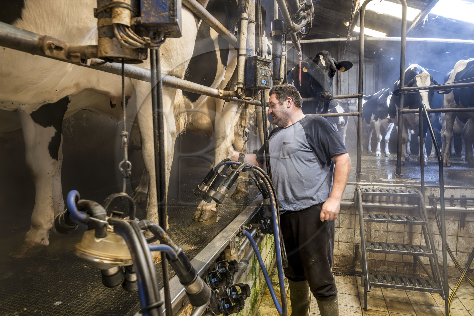 France, Finistère (29), Pays des Abers, Lannilis, ferme de Keruzal Vihan en bordure de l'Aber Benoit, Christophe Monot éleveur de vache laitières prim’holstein et traite du soir