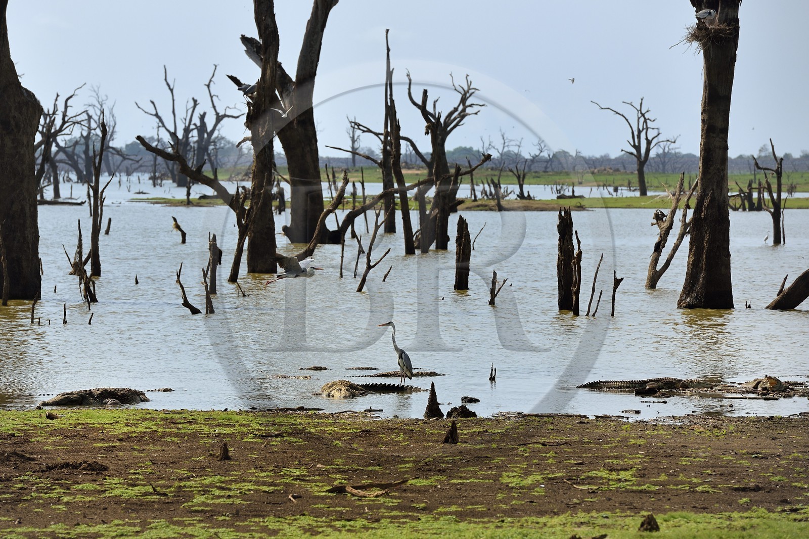 Sri Lanka, province d'Uva, Parc national d'Uda Walawe (Udawalawe National Park), les arbres morts sont immergés sous l'eau pendant les pluies de mousson, crocodiles et hérons cendrés (Ardea cinerea)