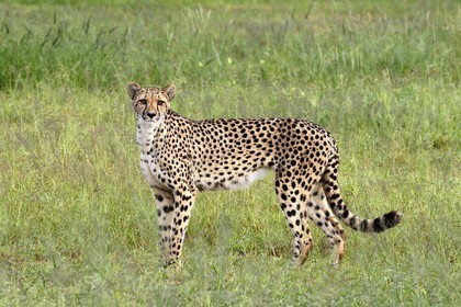 Namibie, Otjiwarongo, Cheetah Conservation Fund, centre de recherche et d'éducation, guépard (Acinonyx jubatus)