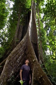 Caribbean, Dominica Island, Morne Diablotin National Park, acomat boucan (sloanea caribaea)