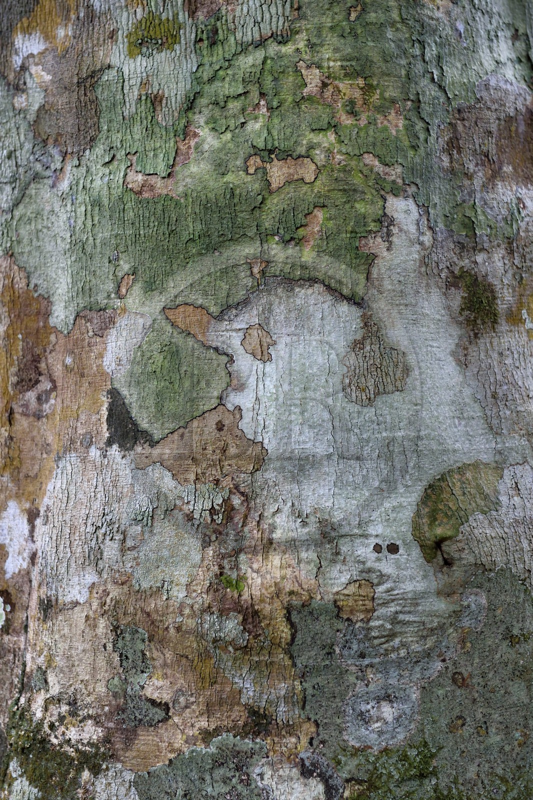 Gabon, province de Ogooué- Maritime, Parc National du Loango, site de Akaka dans la lagune du Fernan Vaz, écorce d'arbre