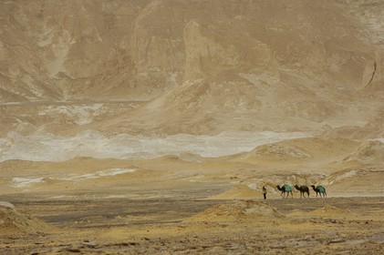 Egypte, désert libyque, le Désert Blanc au nord de Farafra, caravane de dromadaires