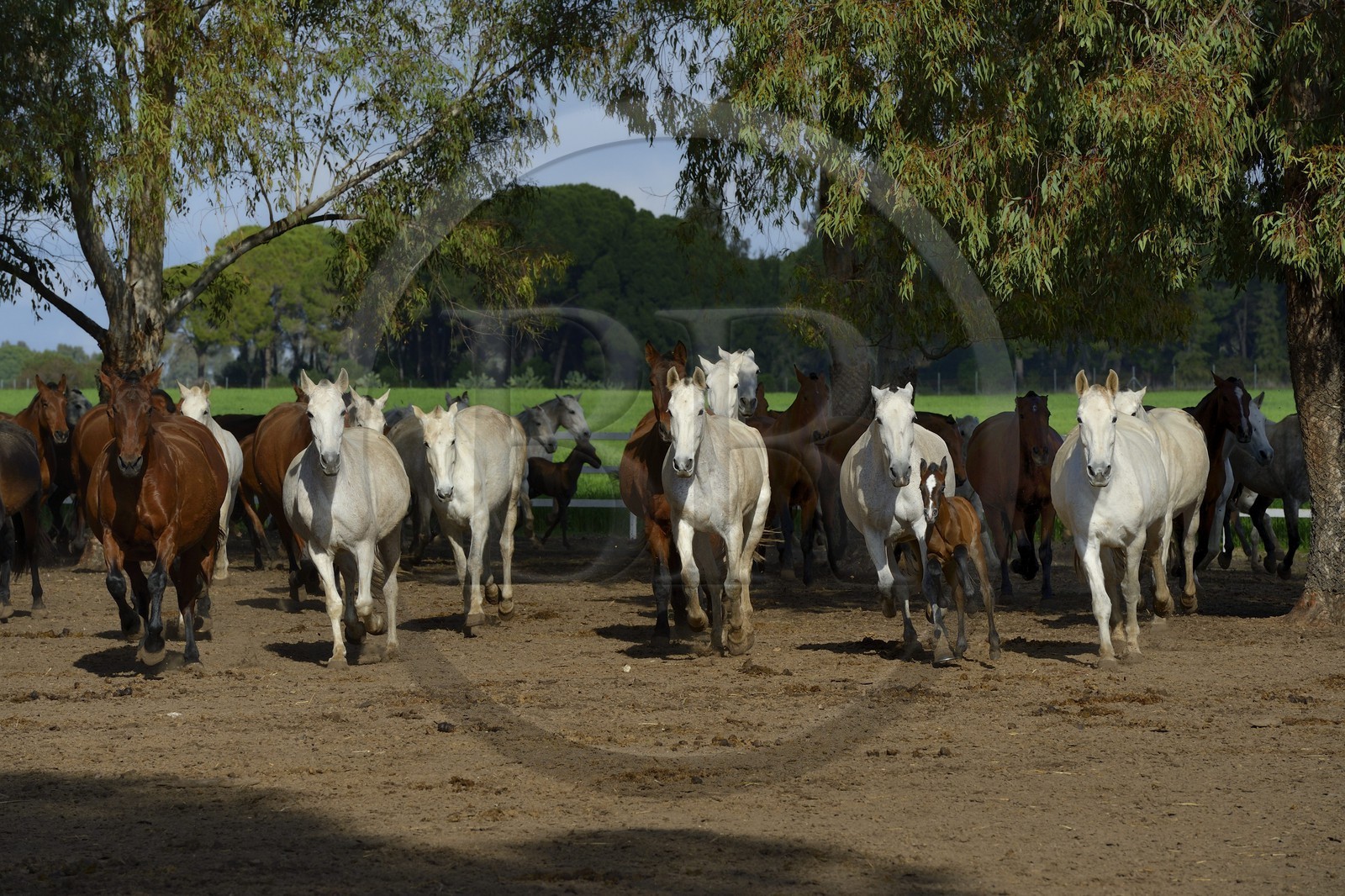 Espagne, Andalousie, province de Séville, Utrera, le haras Ayala (Yeguada Ayala), Pure race espagnole ou PRE (Pura Raza Espanola)