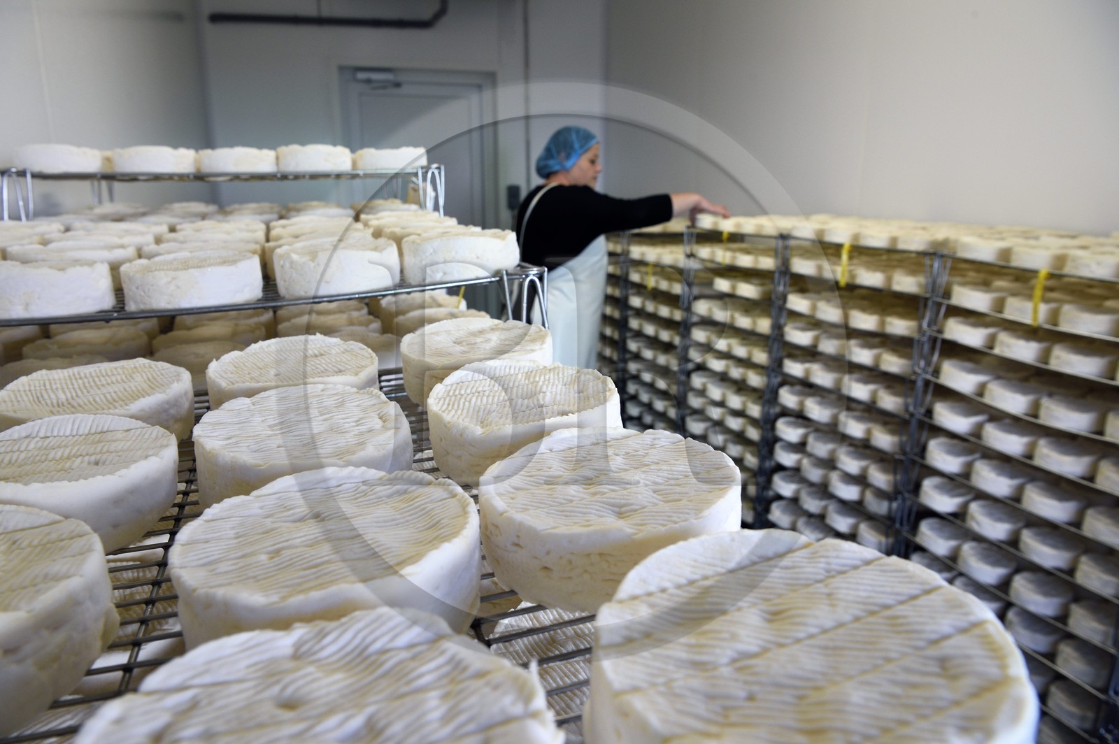 France, Orne (61), Pays d'Auge, village de Camembert, Ferme de la Héronnière, AOC Camembert au lait cru, maturation et affinage du camembert fermier dans le hâloir
