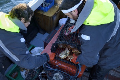 Sweden, Västra Götaland, Koster Islands, out to sea to retrieve lobster traps, crab is often found in the lockers