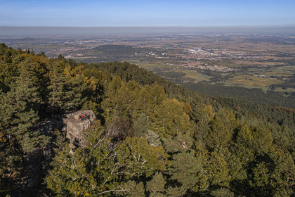 France, Bas Rhin, Mont Saint Odile, hiking the chemins des Chateaux-forts d'Alsace (paths of the castles of Alsace), the Maennelstein rock on the edge of the Mur Paien, a rocky outcrop in sandstone some fifteen meters high which overlooks the plain of Alsace at 817 m (aerial view)