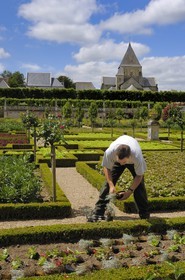 France, Indre-et-Loire (37), vallée de la Loire classée Patrimoine Mondial de l'UNESCO, les jardins à la française du château de Villandry, propriété d'Angélique et Henri Carvallo