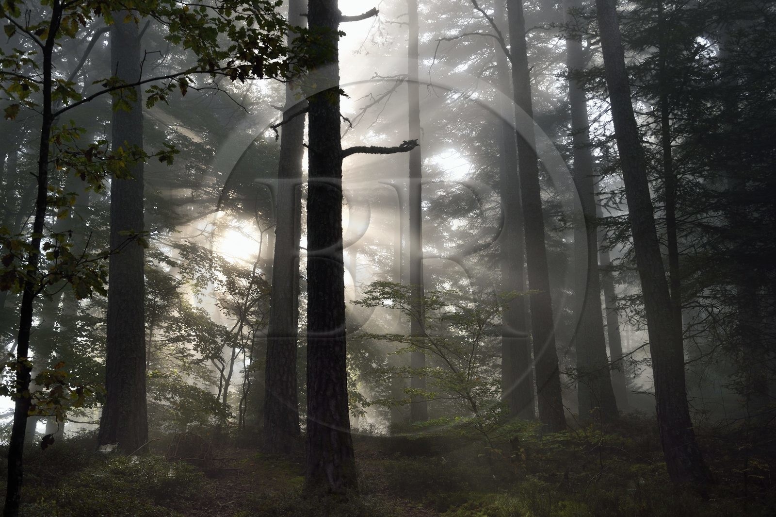 France, Bas-Rhin (67), Mont Saint-Odile, lever de soleil dans la brume du petit matin