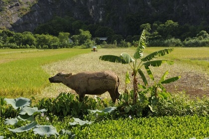 Vietnam, Ninh Binh province,