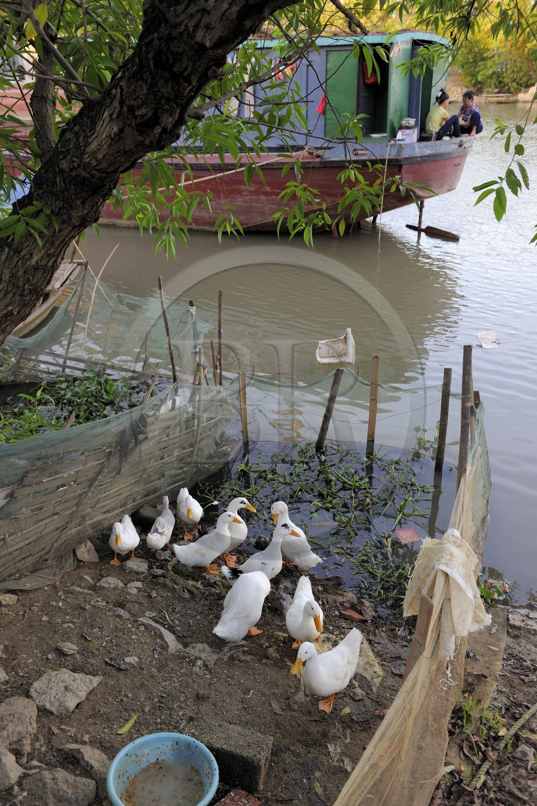 Vietnam, Ninh Binh province, insular village of Kenh Ga, duck breeding