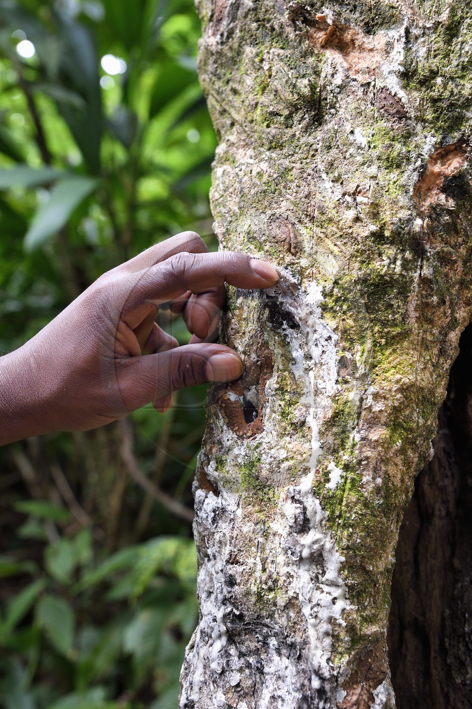 Caraïbes, Ile de la Dominique, Castle Bruce, Parc national du Morne Trois Pitons classé Patrimoine Mondial de l'UNESCO, sentier traversant la forêt tropicale et menant à la la Vallée de la Désolation puis au Boiling Lake, gommier ou caoutchouc (Ficus elastica)