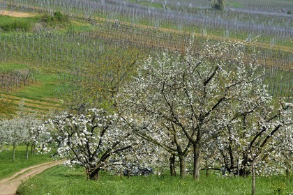 France, Bas-Rhin (67), Route des vins d'Alsace, Westhoffen, cerisiers en fleurs et vignoble en avril