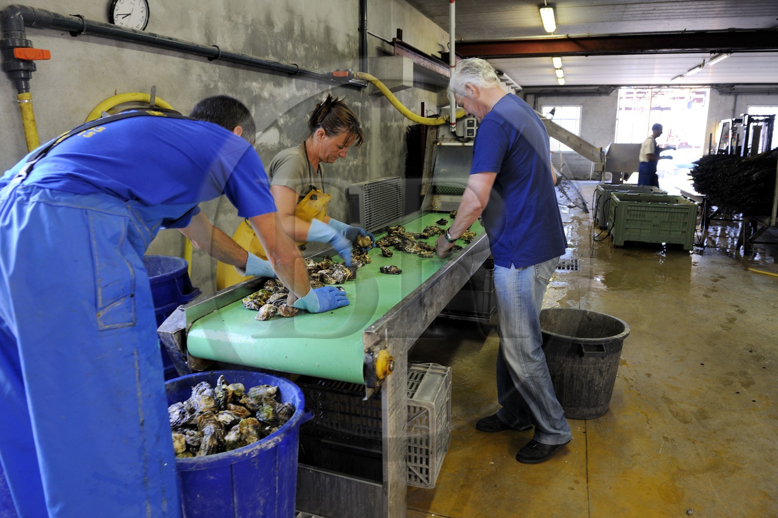 France, Hérault (34), Bouzigues, étang de Thau, exploitation conchylicole de la famille Roques à La Catonniere