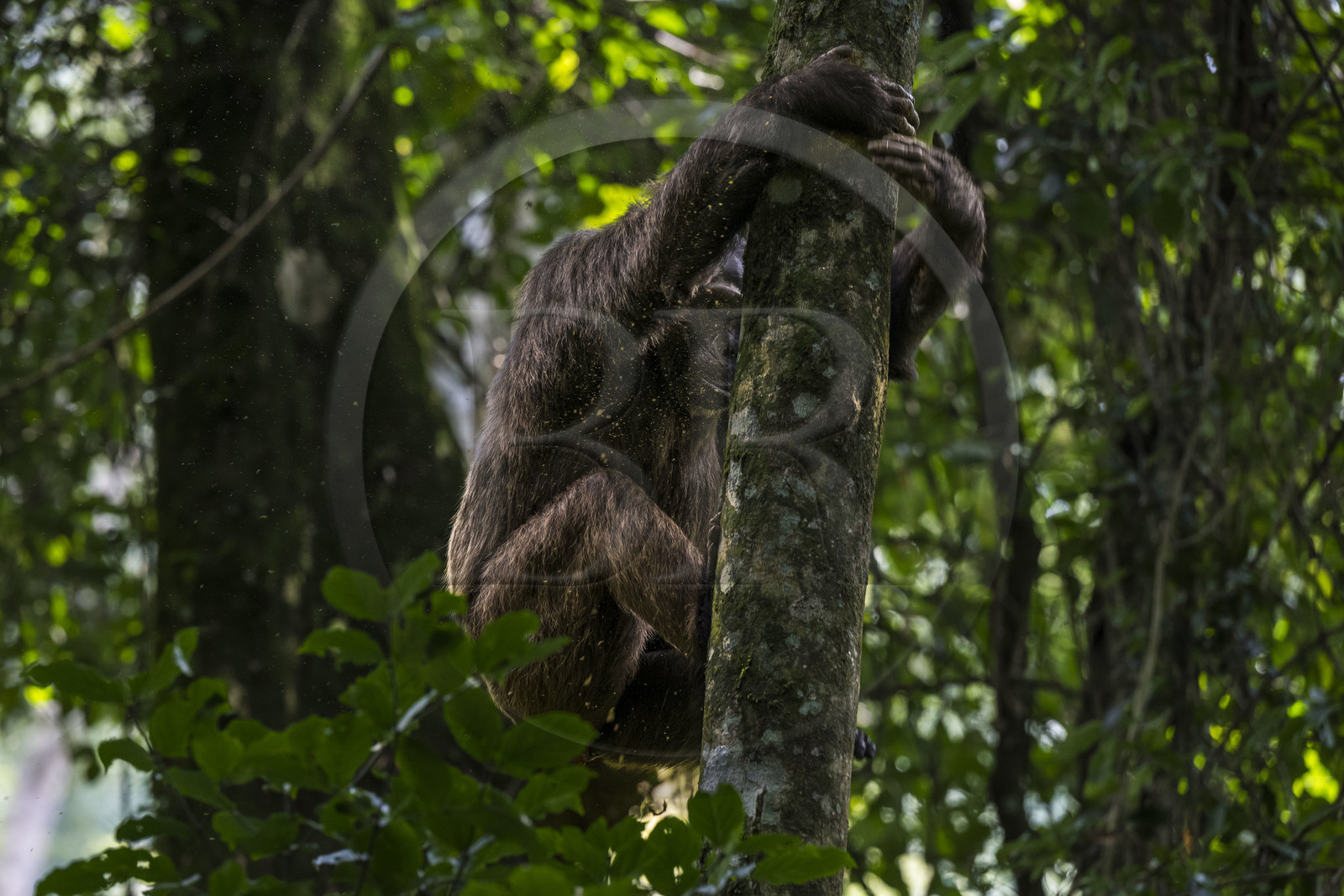 Rwanda, Western Province, Nyakabuye, Nyungwe National Park, natural tropical rain forest of Cyamudongo, Common chimpanzee (Pan Troglodytes)