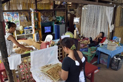 Philippines, Calamian Islands dans le nord de Palawan, Busuanga Island, ville de Coron, Coron Harvest Cashew factory, préparation des noix de cajou