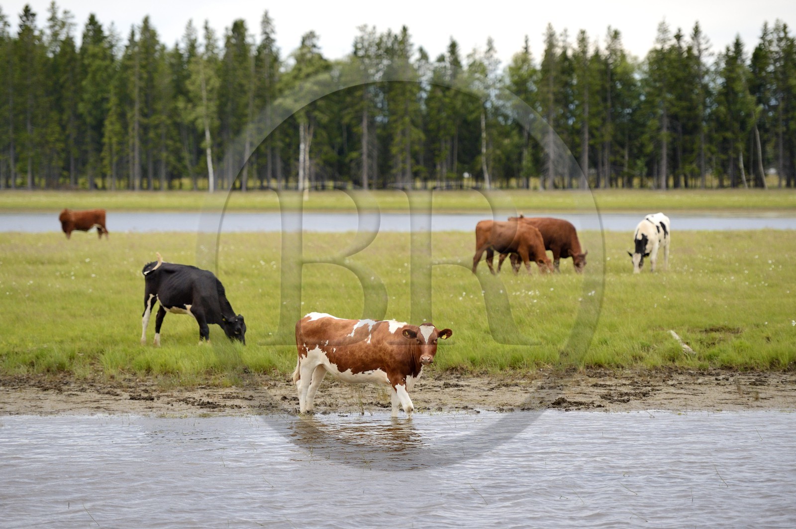 Suède, Comté de Vasterbotten, Umea, troupeau de vache en bordure de la rivière Ume (Umeälven)