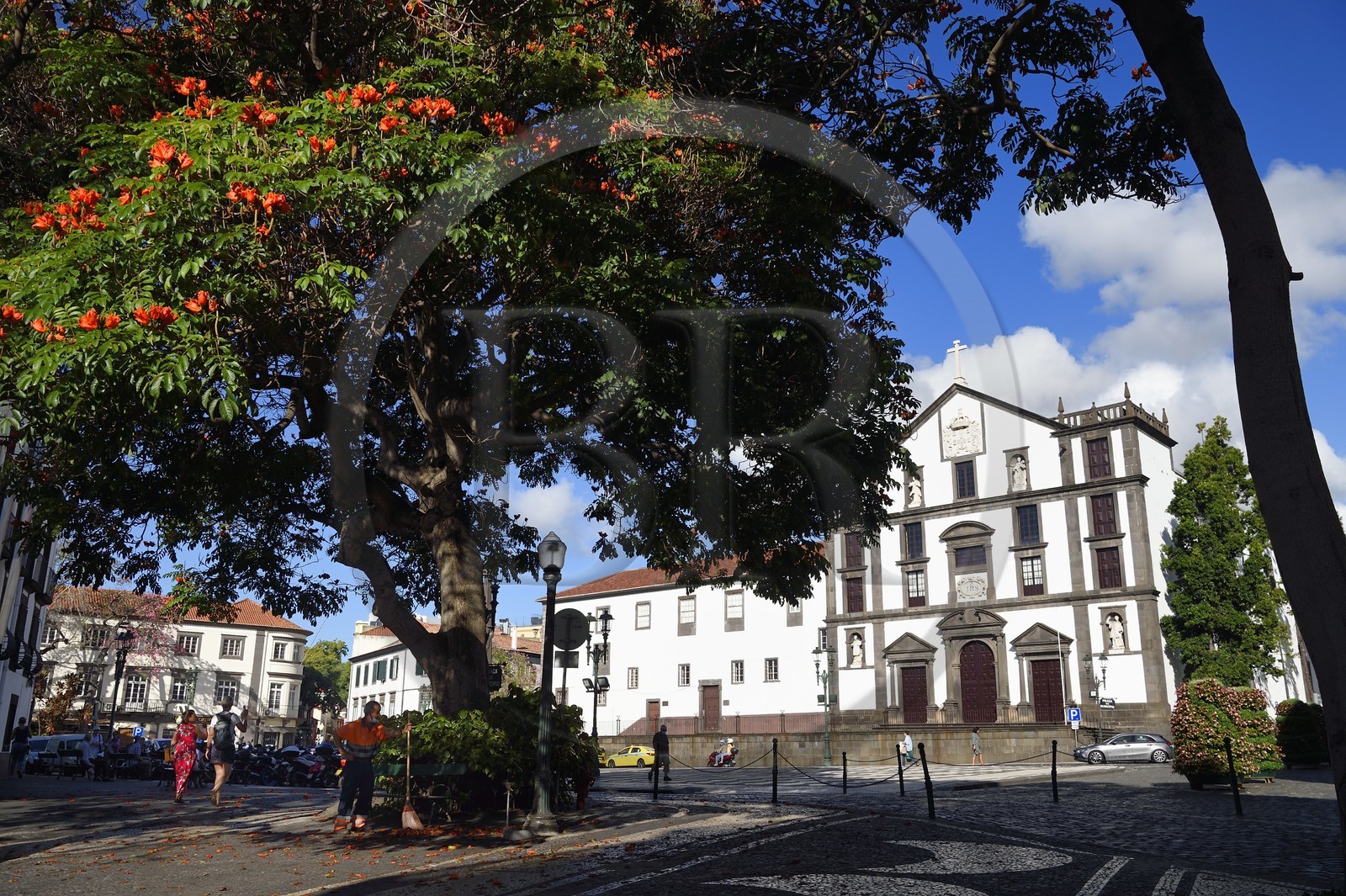 Portugal, Madeira Island, Funchal, praca do municipio, Church of St. John the Evangelist (Igreja de Sao Joao Evangelista) or Church of the Jesuit College and tulip tree from Gabon