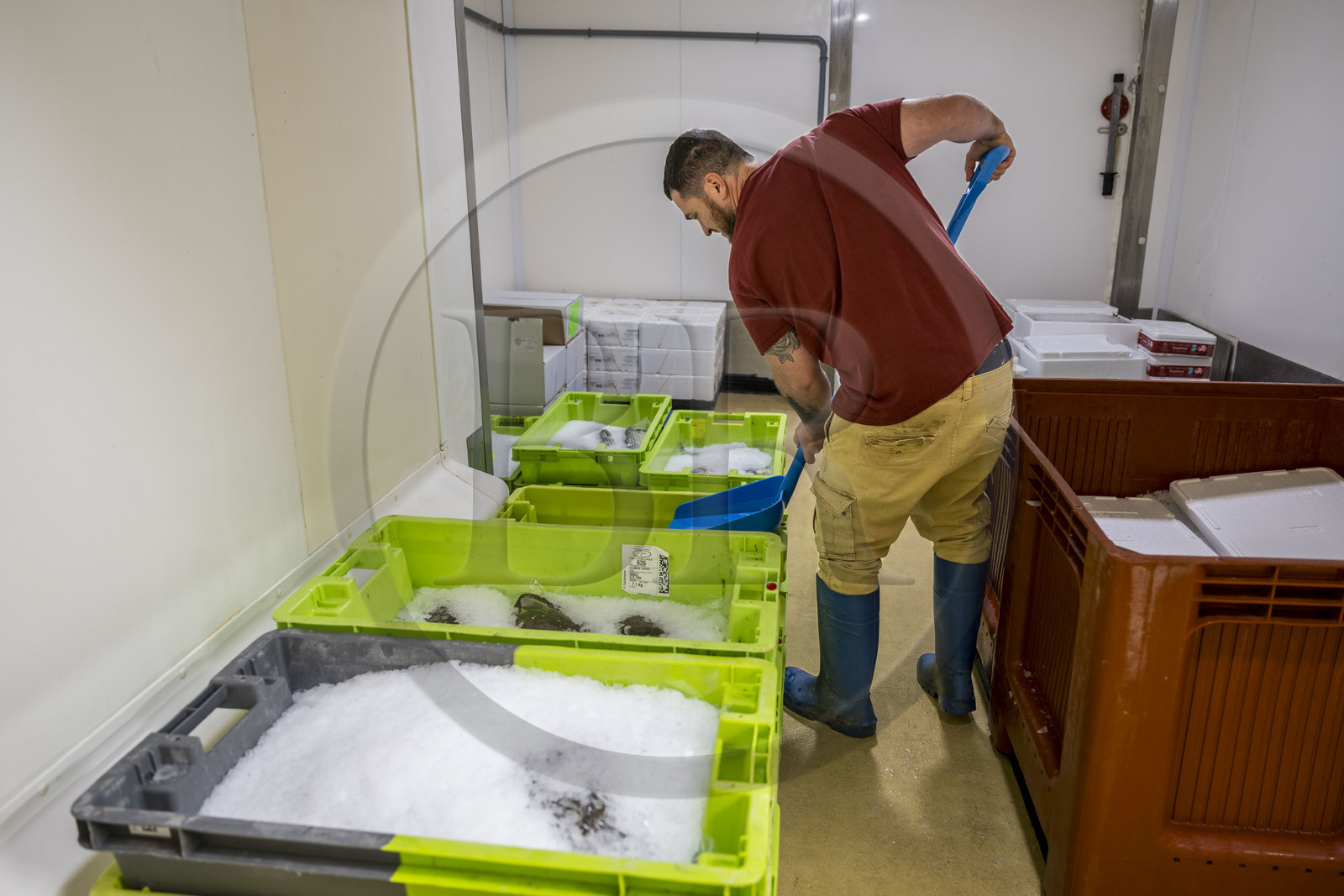 France, Charente-Maritime (17), La Rochelle, Port de pêche de Chef de Baie, la halle à marée (criée) qui accueille aussi les entreprises de mareyage,  le mareyeur Steeve Lefort