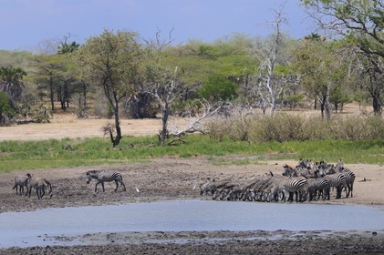 Tanzanie, Reserve de gibier de Selous une des plus grandes zones protégées au monde et inscrite sur la liste du patrimoine mondial de l’Unesco depuis 1982, zèbres (Equus burchelli) en bordure de la rivière Rufiji