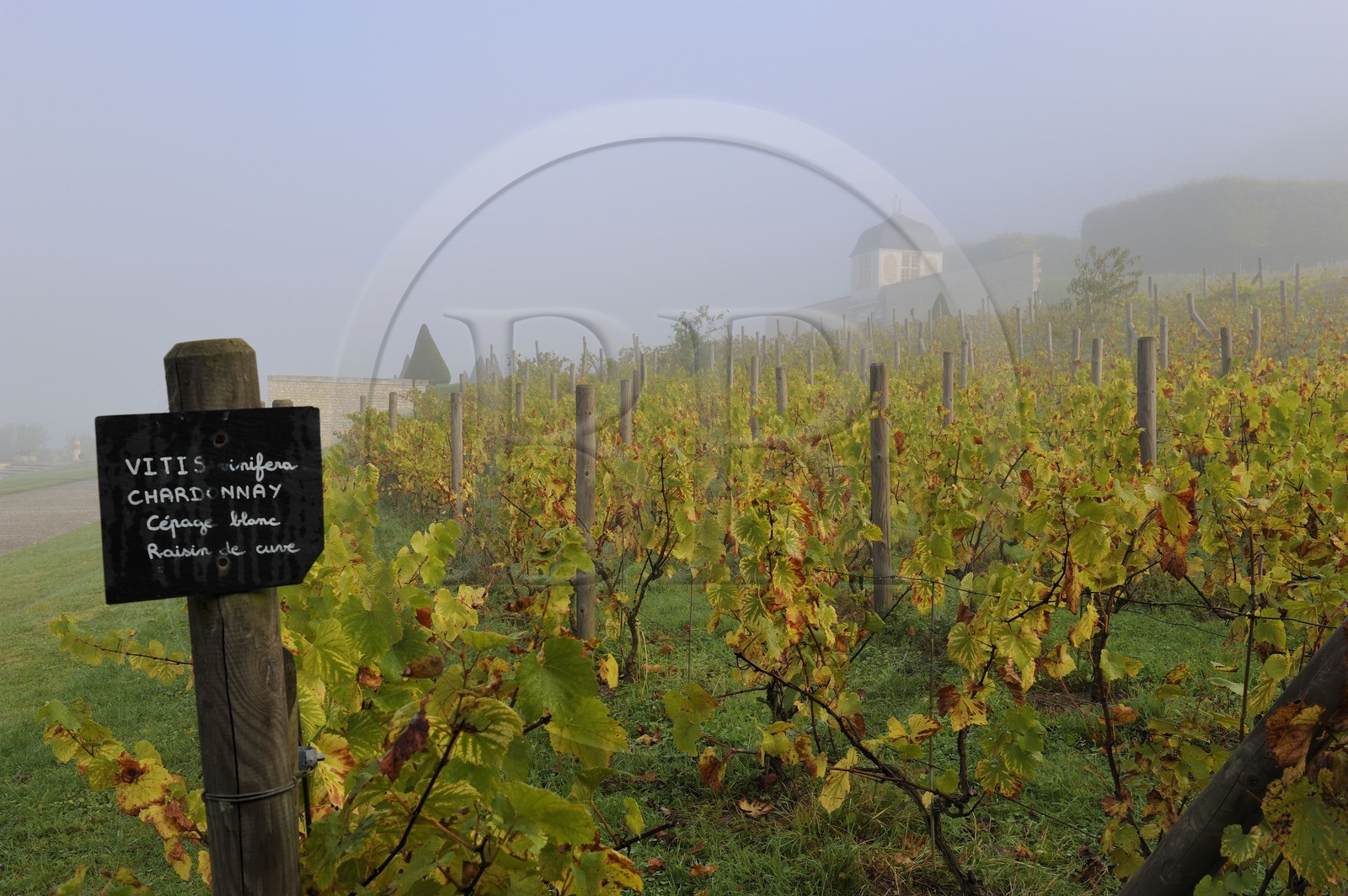 France, Seine-Maritime (76), Saint-Martin-de-Boscherville, Abbaye Saint-Georges de Boscherville du XIIe siècle, le vignoble