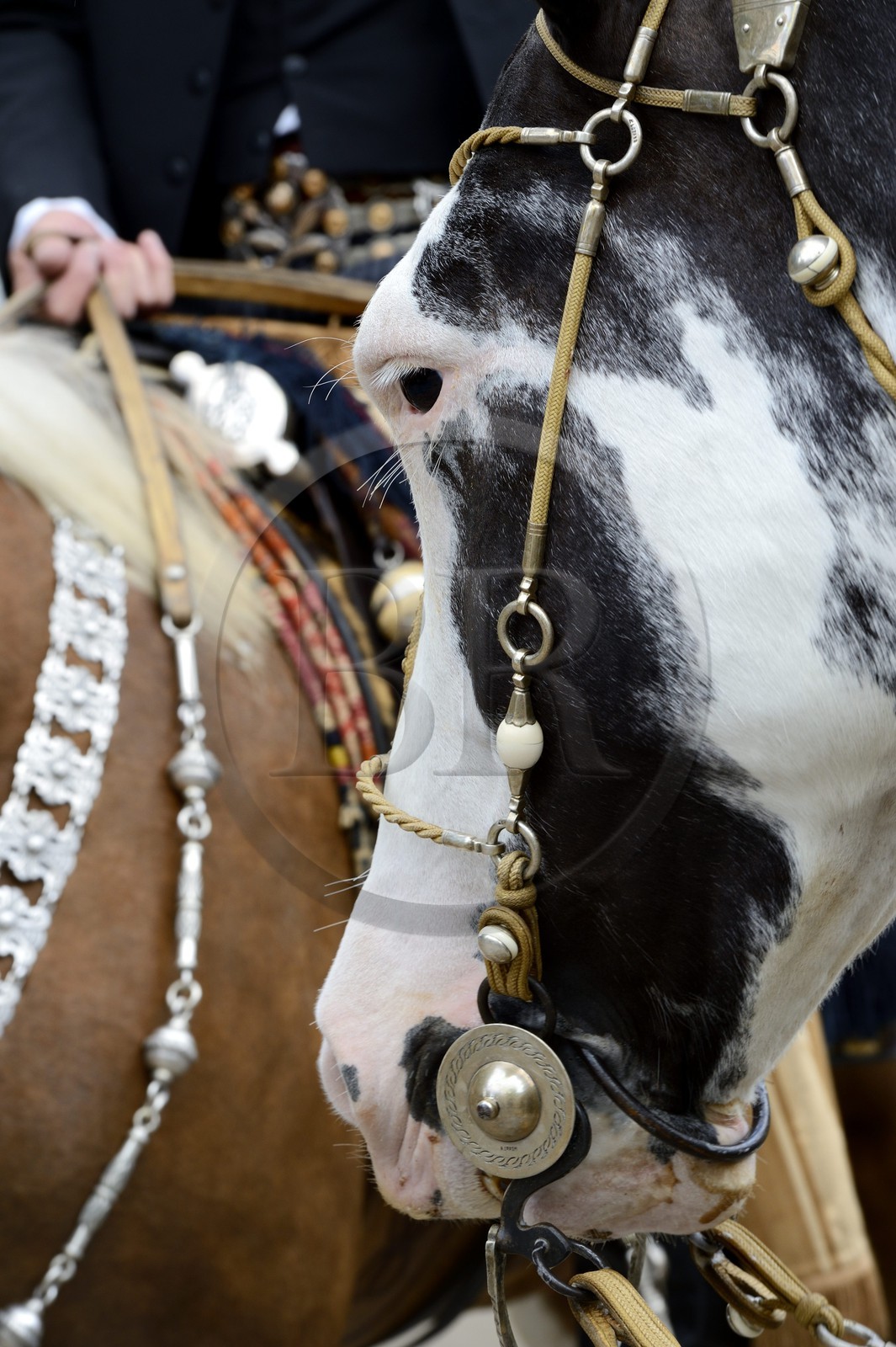 Argentine, province de Buenos Aires, San Antonio de Areco, fête du Jour de la Tradition (Dia de la Tradicion), harnais en cuir tressé et argent