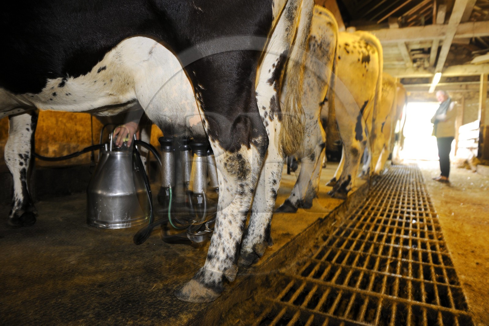 France, Haut Rhin, scenic road of la route des Cretes near Metzeral, marcaire de Steinwasen farm, milking the cows