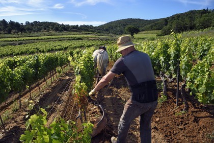 France, Var (83), Presqu'Ile de Saint-Tropez, Gassin, domaine de la Rouillère, Jean-Louis et Christine Calla décavaillonnent une parcelle de vigne avec leur jument percheronne et une charrue