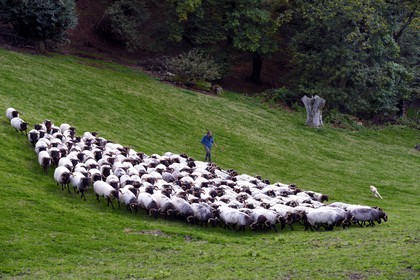 France, Pyrenees Atlantiques, Basque Country, Aldudes valley, Urepel, the manech black head sheep breeder Jean-Bernard Etchebarren