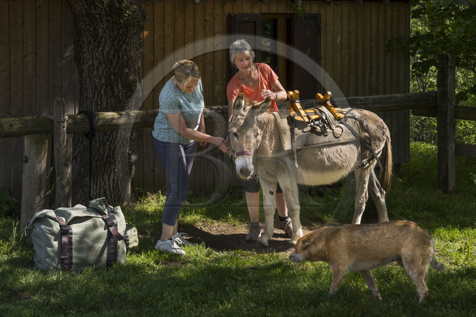 France, Haute-Loire (43), Saint-Martin-de-Fugères, MacQuart P.O.A. Ranch, randonnée avec un âne sur le chemin de Stevenson (GR 70), débâtage de l'âne Anatole à l'escale du soir