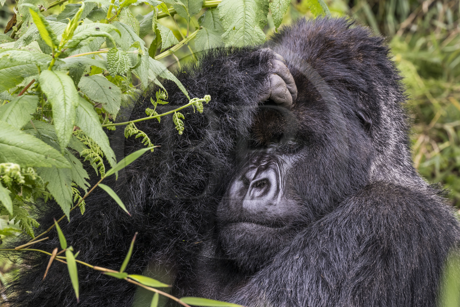 Rwanda, Province du Nord, Parc National des Volcans dans la chaine des Monts Virunga, mont Karisimbi, gorille des montagnes (Gorilla beringei beringei), dos argenté (silverback) nommé Impuzamahanga qui est le male dominant du groupe Susa