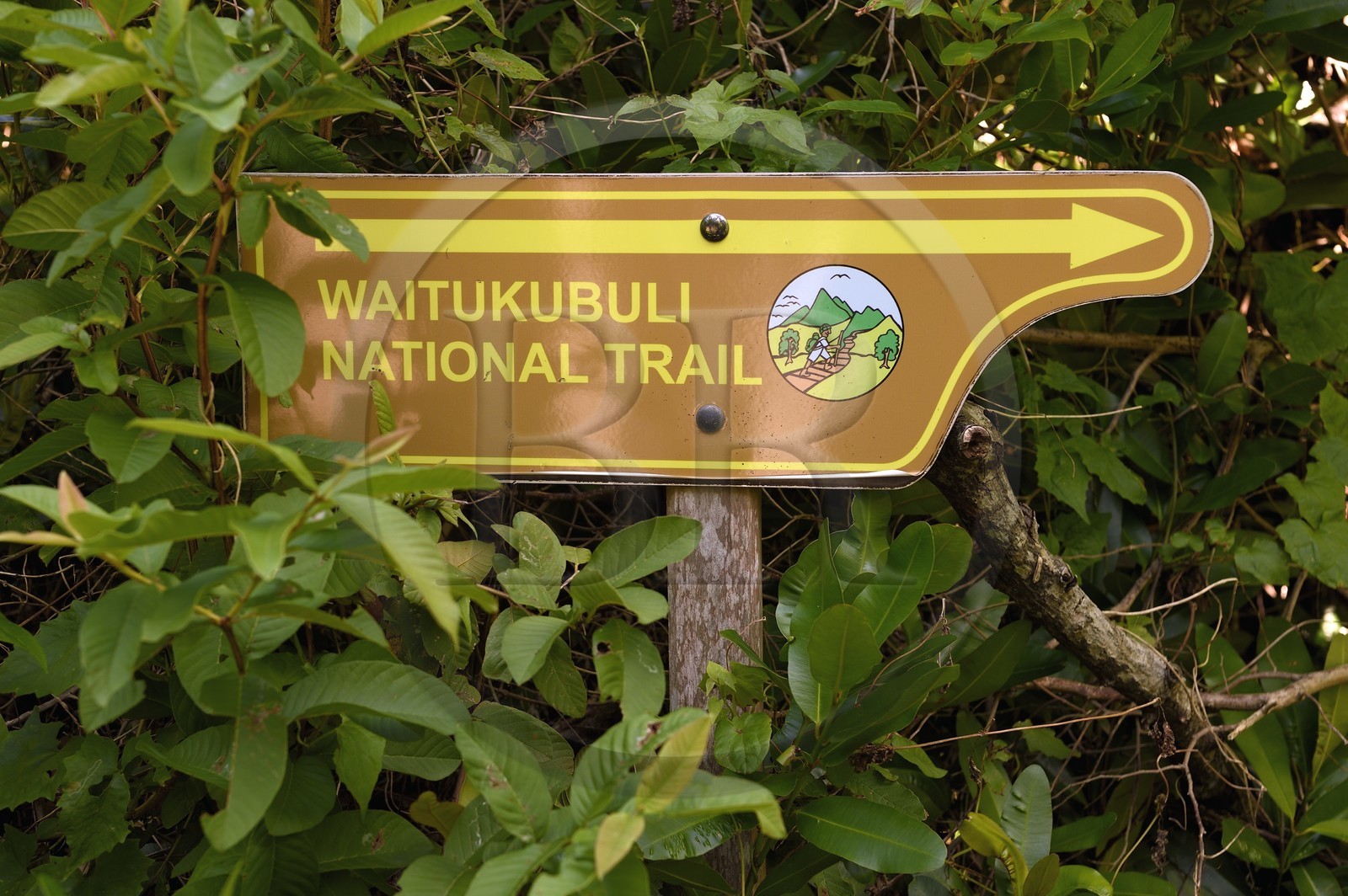 Caraïbes, Ile de la Dominique, Soufrière, dans les montagnes du sud de l'île le long du Segment 1 du Waitukubuli National Trail entre Scotts Head Village et Soufriere Estate