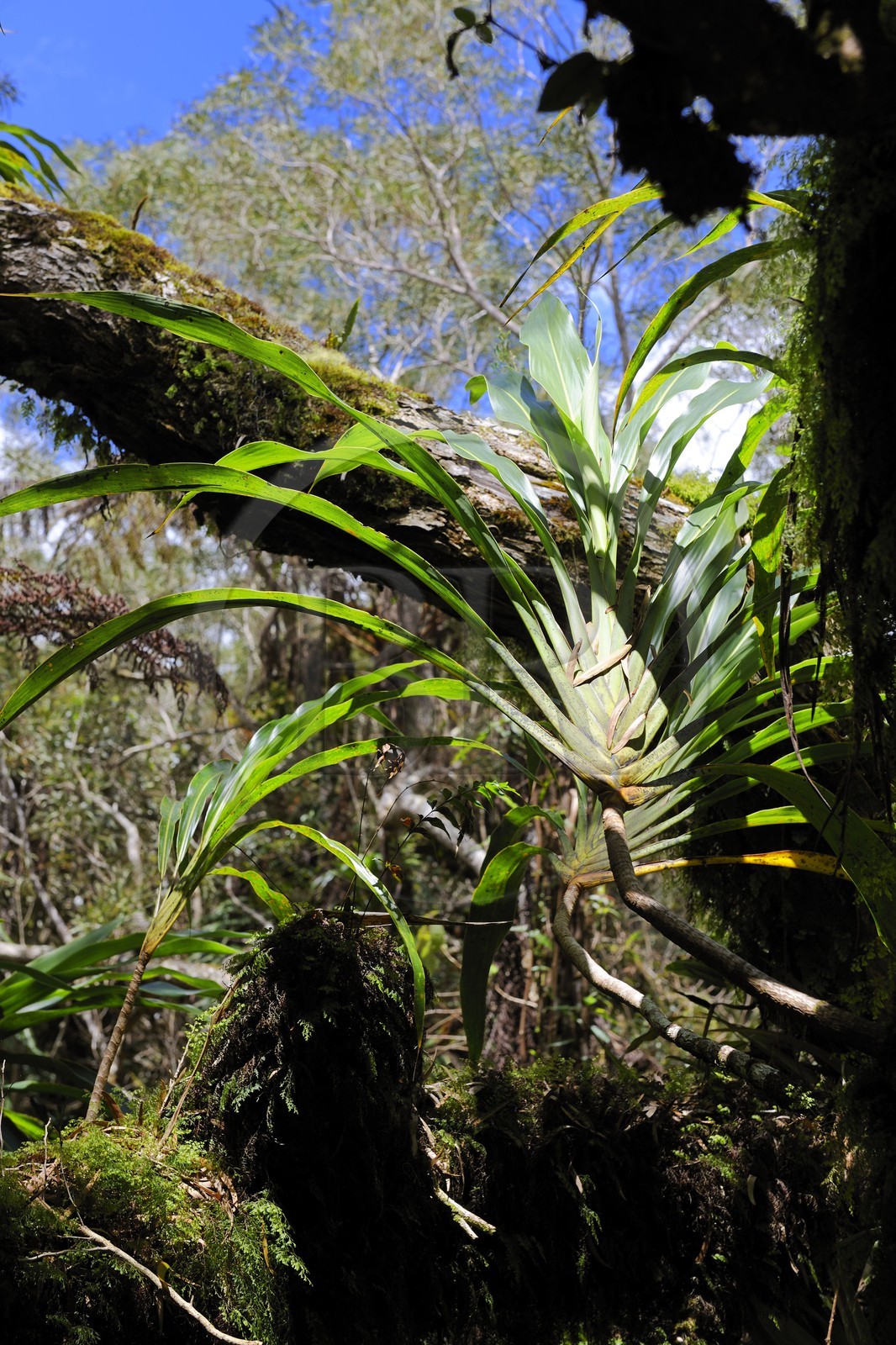 France, Reunion island (French overseas department), Belouve forest