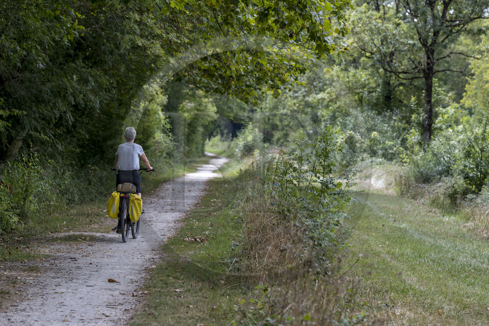 France, Charente-Maritime (17), Saint-Agnan, cycliste sur la véloroute dans le Bois du Chay en direction de l'abbaye de Trizay