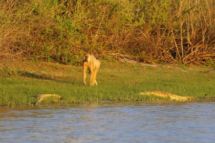 Tanzanie, Reserve de gibier de Selous une des plus grandes zones protégées au monde et inscrite sur la liste du patrimoine mondial de l’Unesco depuis 1982, Babouin jaune (Papio hamadryas cynocephalus) passant non loin de bébés crocodiles