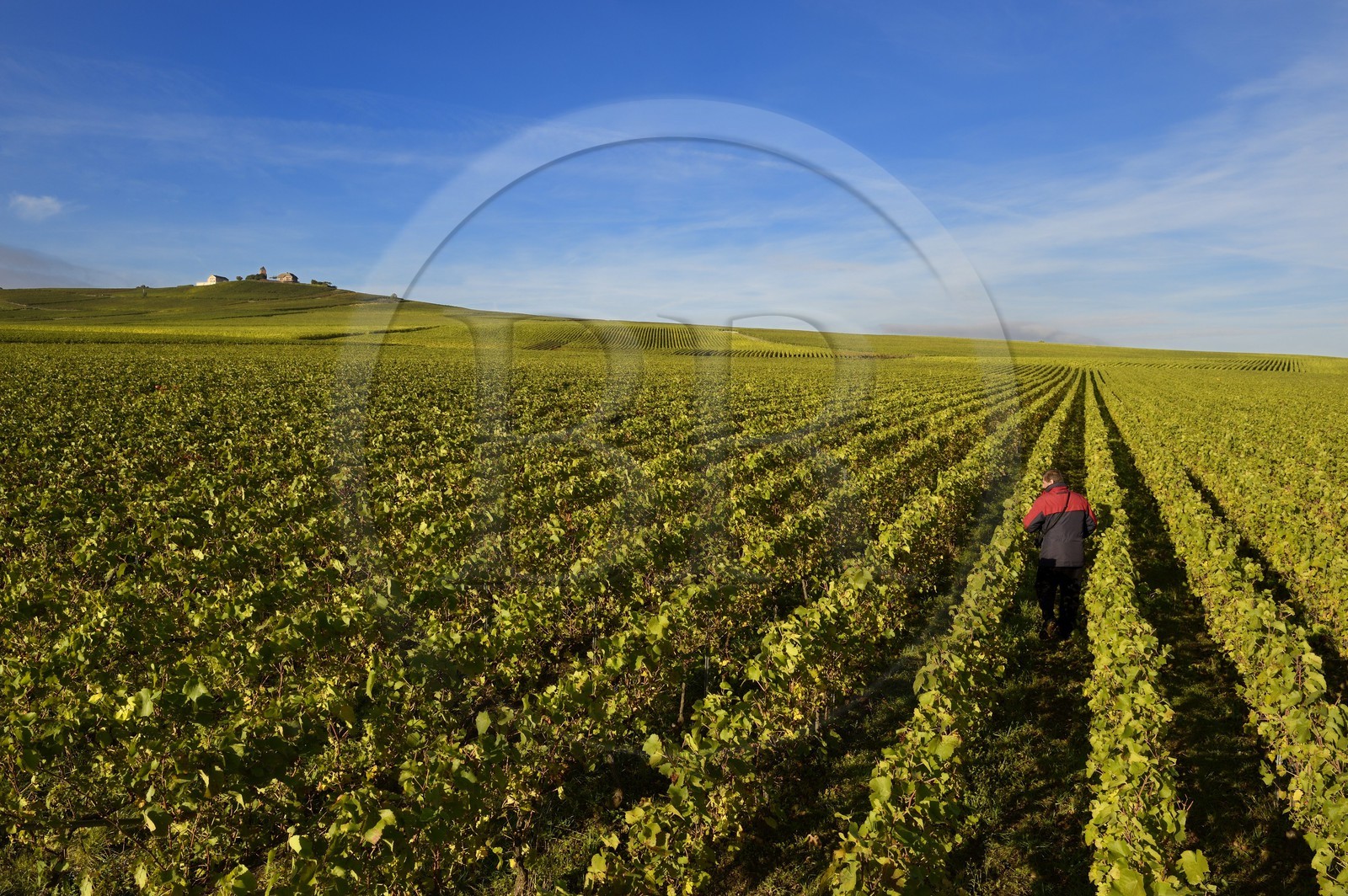France, Marne (51), parc régional de la Montagne de Reims, Verzenay, le moulin à vent perché au sommet d'une butte surplombant les vignobles de Champagne