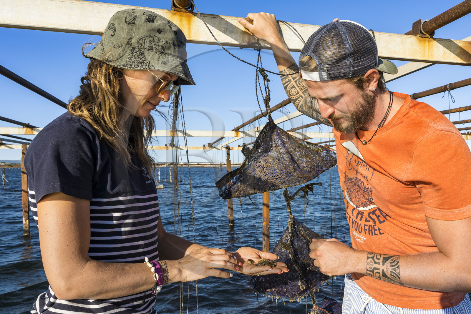 France, Hérault (34), Etang de Thau, Mèze, les producteurs de coquillages Quentin et Emmeline, jeunes huitres Ostrea edulis et naissains dans les paniers japonais