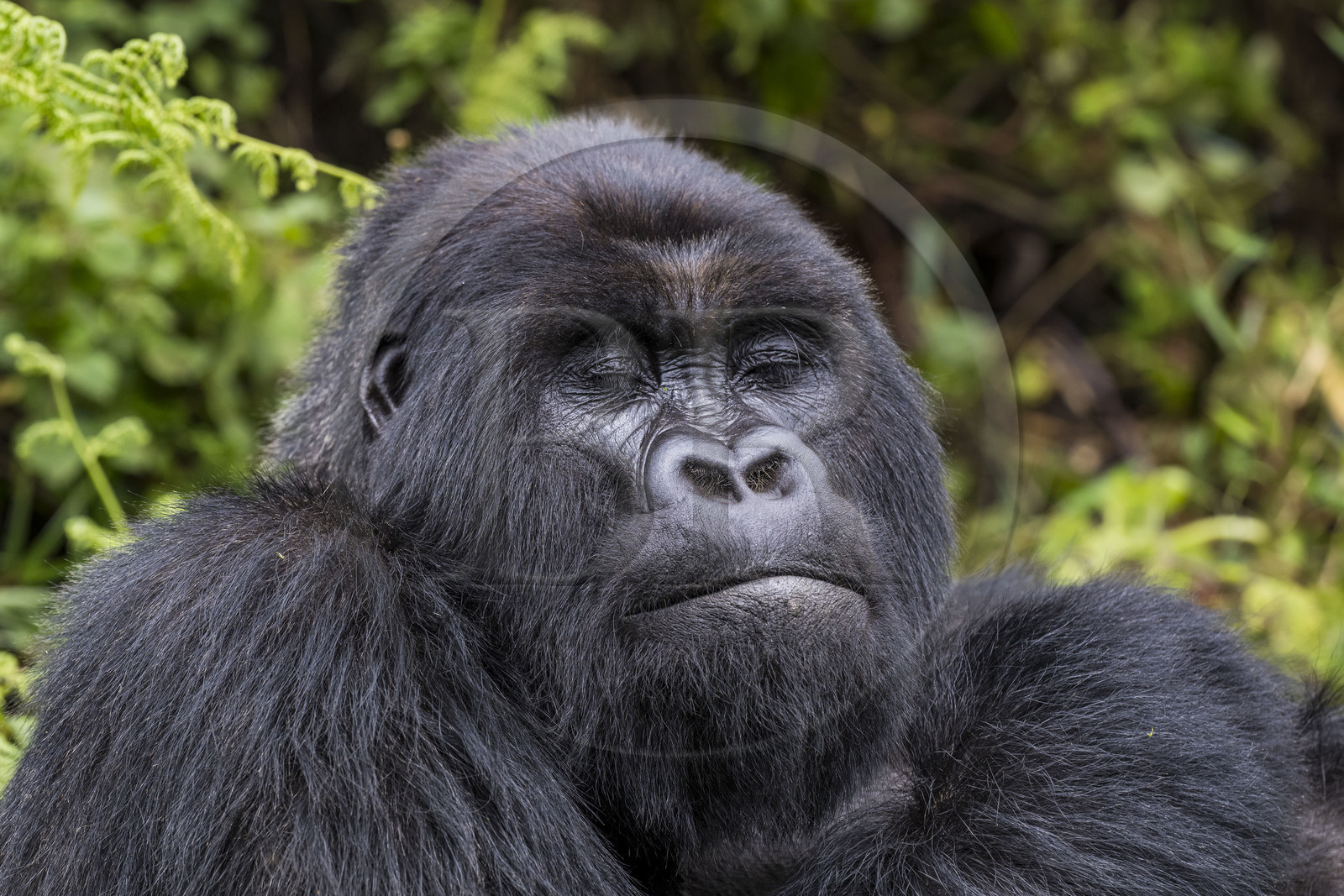 Rwanda, North Province, Volcanoes National Park in the chain of the Virunga Mountains, Mount Karisimbi, mountain gorilla (Gorilla beringei beringei) of the Susa group, male called silverback