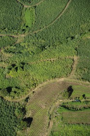 France, île de la Réunion, côte ouest vers Piton Saint Leu, champs de cannes à sucre (vue aérienne)
