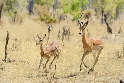 Zimbabwe, province de Matabeleland septentrional, parc national Hwange, impala (Aepyceros melampus)