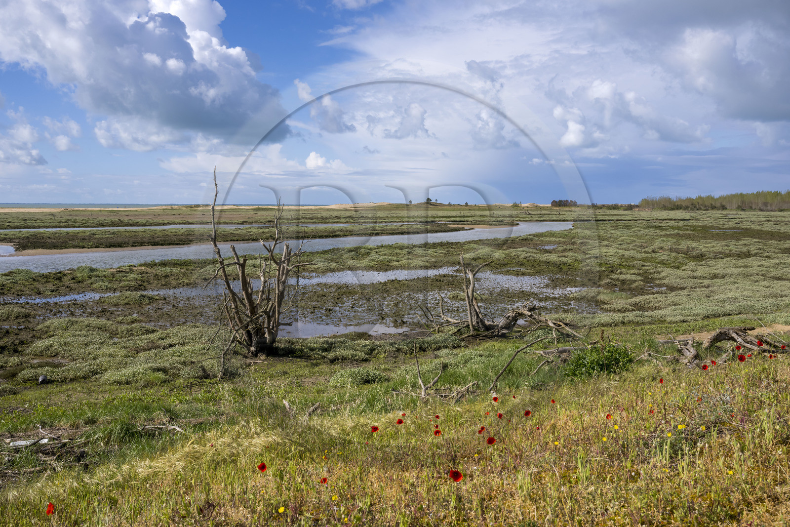 France, Vendee, La Tranche-sur-Mer, Casse de la Belle Henriette nature reserve, one of the last true lagoons on the Atlantic coast