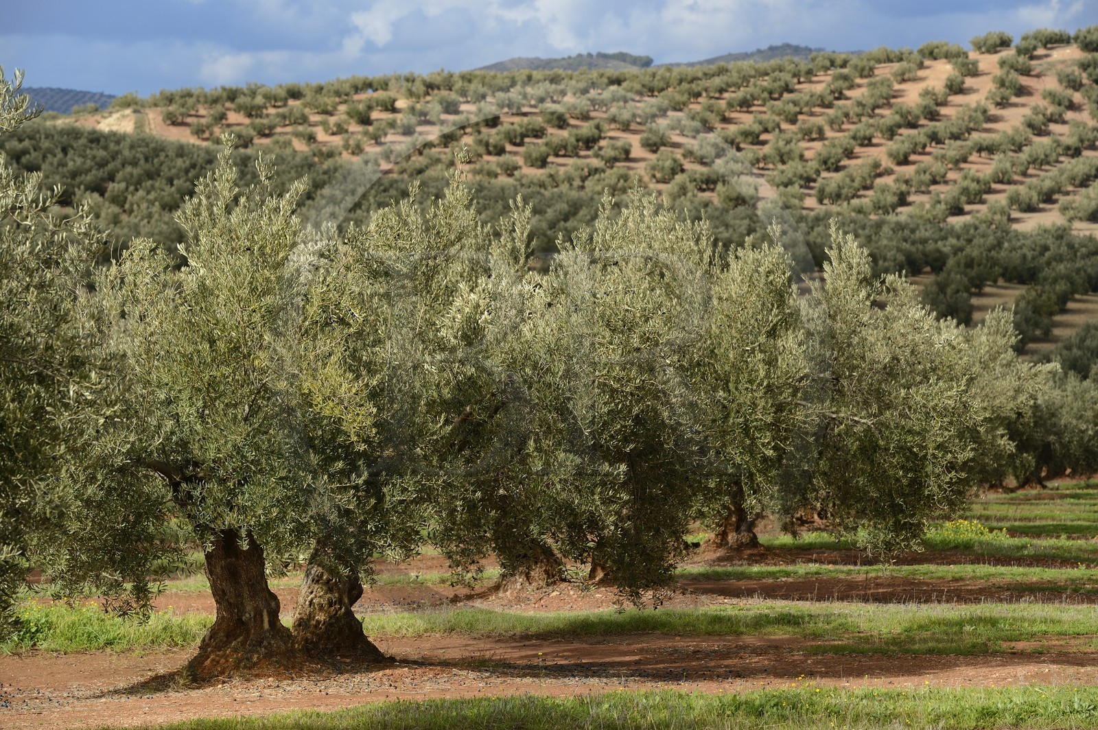 Spain, Andalusia, Jaén Province, olive groves south of Martos between Baena and Alcaudete