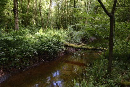 France, Ille-et-Vilaine (35),  forêt de Brocéliande, la vallée de l'Aff