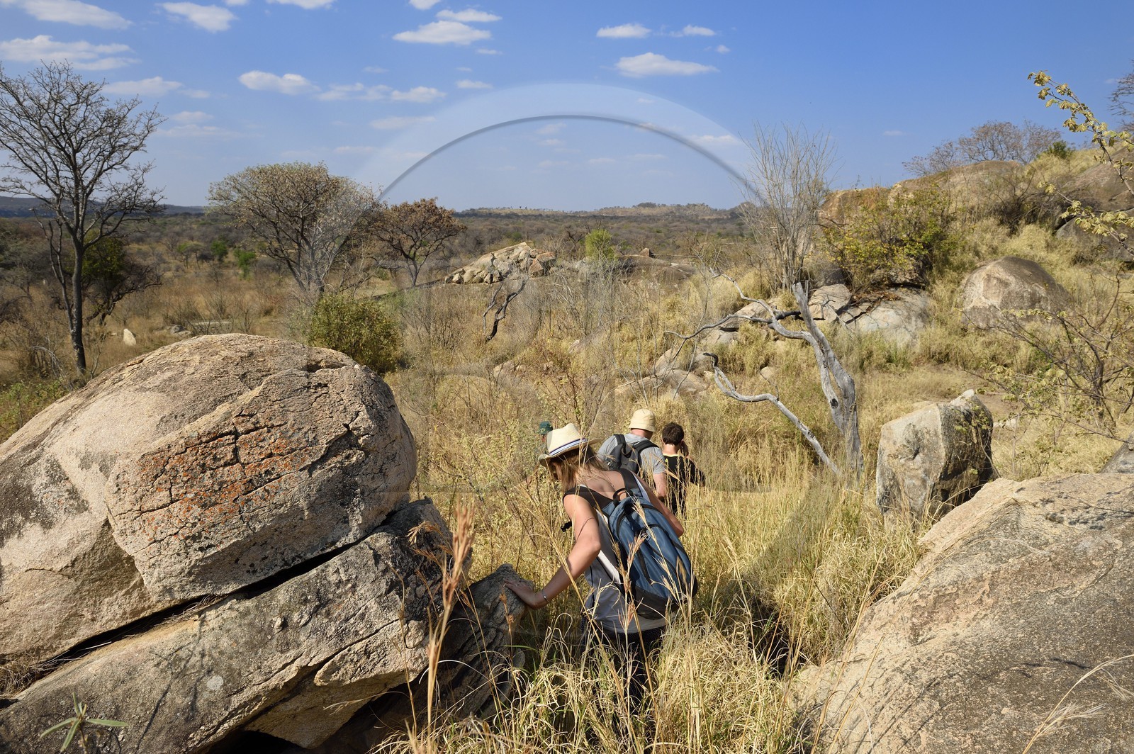 Zimbabwe, province de Matabeleland méridional, Matobo ou Matopos Hills National Park, classé Patrimoine Mondial de l'UNESCO,  safari à pied à la recherche de rhinocéros blanc (Ceratotherium simum)