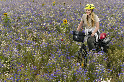 France, Maine-et-Loire (49), vallée de la Loire classée au Patrimoine Mondial par l'UNESCO, Saumur vers Saint-Hilaire, randonnée à bicyclette, cycliste dans un champ de bleuets (Cyanus segetum)