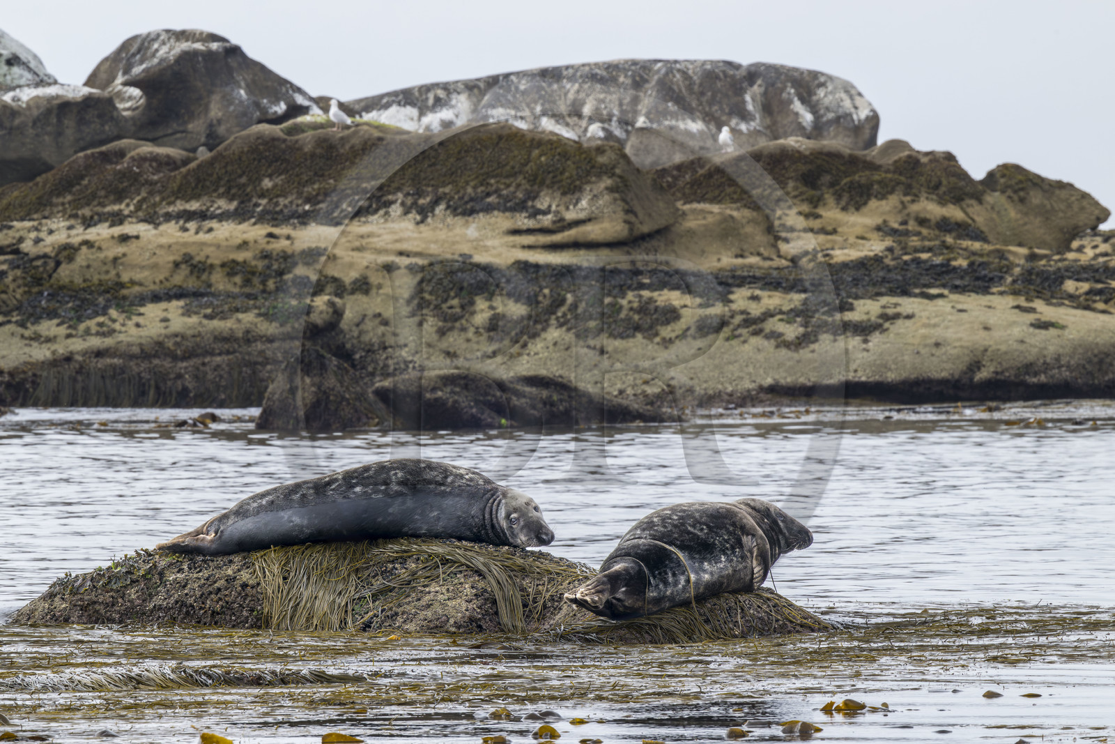France, Finistère (29), Penmarch, archipel des Étocs, phoque gris (halichoerus grypus)