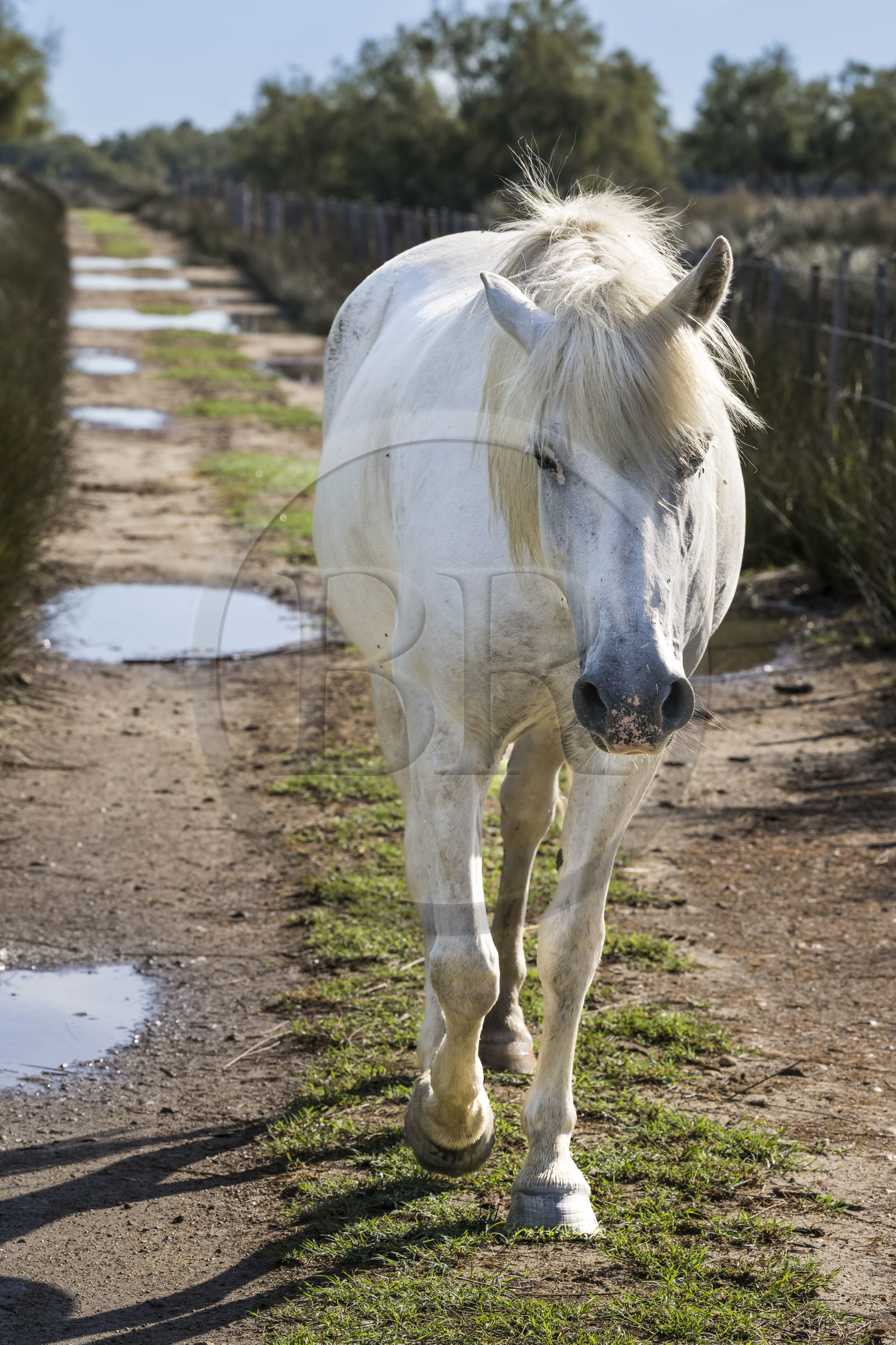 France, Gard, Aigues-Mortes, Saint-Laurent-d'Aigouze, camargue horse in the Petite Camargue