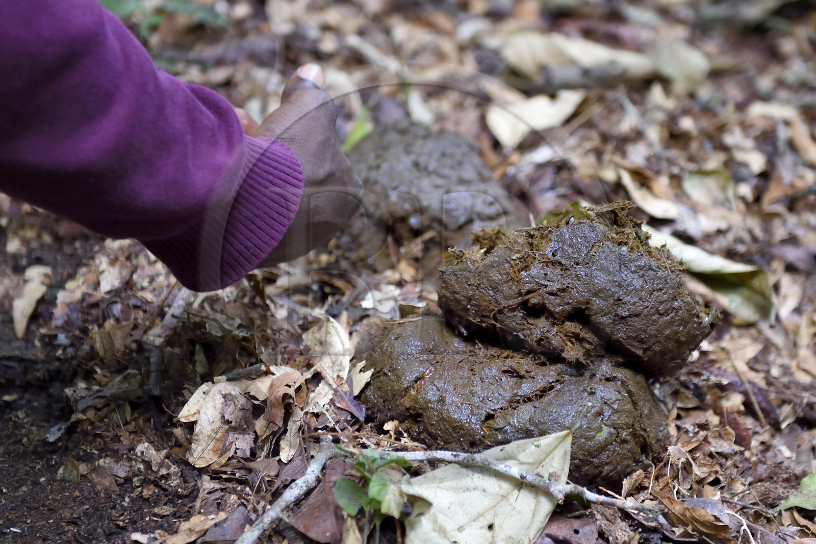 Gabon, province de Ogooué- Maritime, Parc National du Loango, site de Akaka dans la lagune du Fernan Vaz, déjections d'éléphant