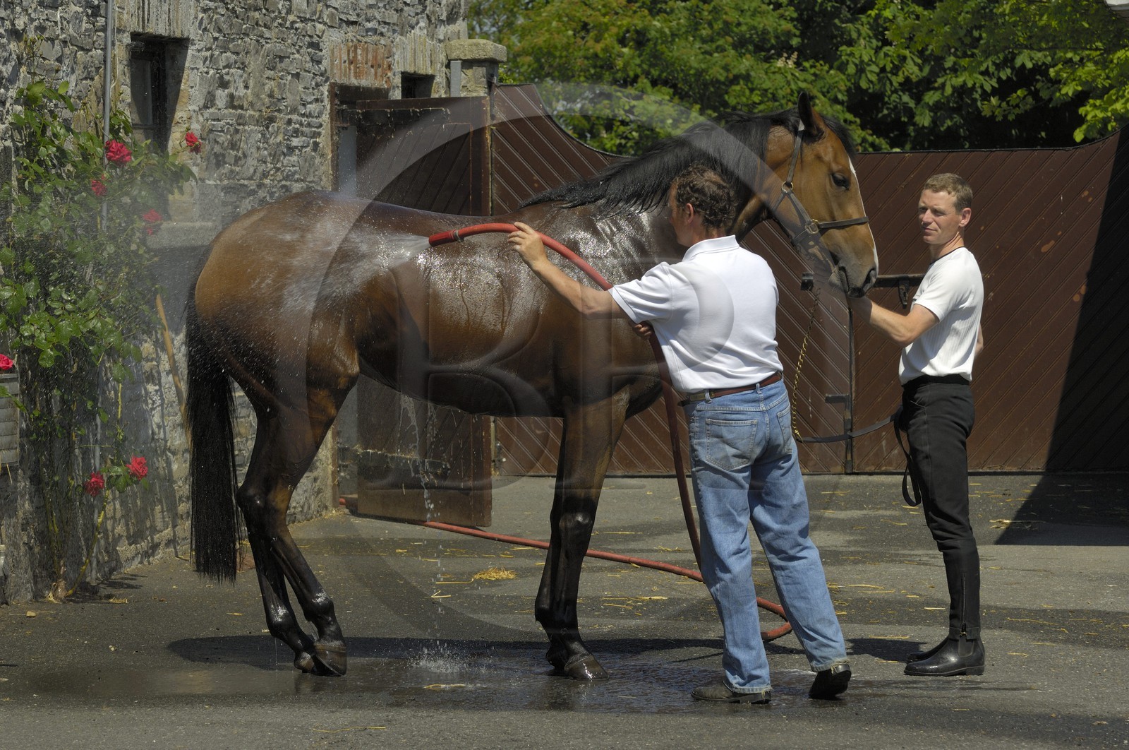 Irlande, Co. Kildare, Maynooth, harras de Moyglare (Stud), lavage du cheval