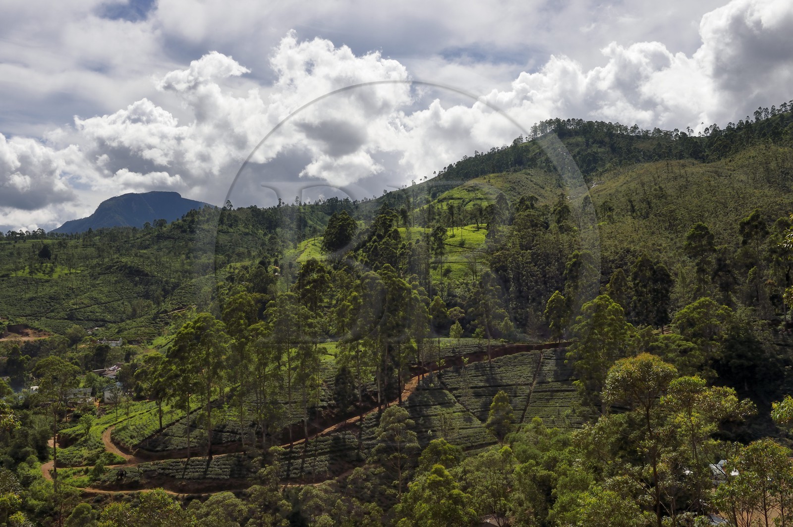 Sri Lanka, center province, Dalhousie, tea plantation