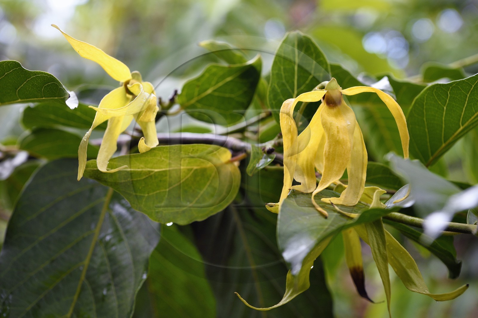 France, Mayotte island (French overseas department), Grande-Terre, Ouangani, ylang-ylang (Cananga odorata) flowers and their foliage